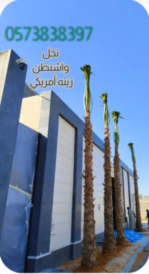 نخل واشنطن زينه أمريكي