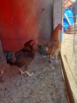 لذبح او التربية  ديكين بلديات