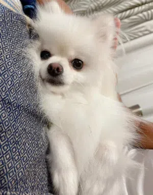 كلبه بومرينيان من أعلى مستويات الاردن كلب أصغر من البسه عل واقع لسا أصغر واحلى أصغر من الايد تقريبآ