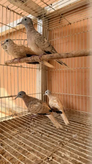 زيبرا دوف لون ابيض