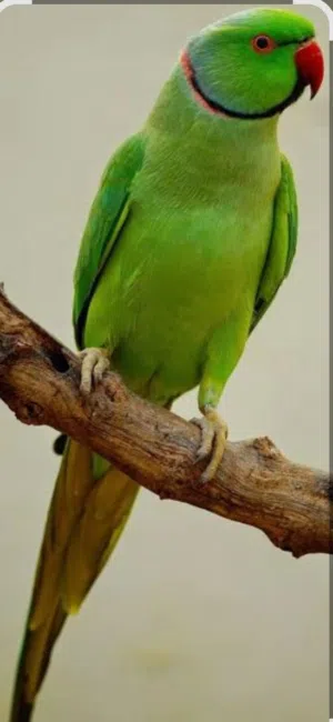 للبيع ذكر اليف معنى الكلمه مع انثى وفرخ صغير مع صندوق وقفص وبياضه