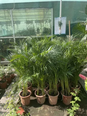 انشأ حديقتك و راعي نباتاتك  خدمة العناية بالنباتات المنزلية المتكاملة