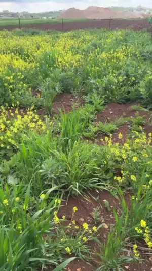 Mixed Use Land for Sale in Irbid Hakama