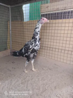 طيور للبيع