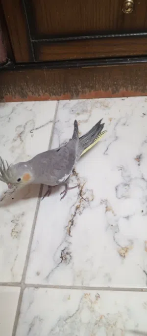 انثى لاتينو 7 اشهر تقريباً العمر جناح مقصوص اليفه ذكر 9 اشهر تقريباً العمر بطير طيران ممتاز