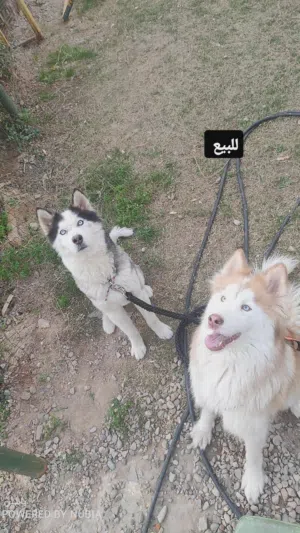 اعلى سعر ابيع