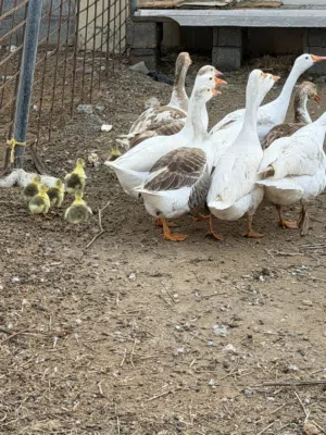 وز وبط مصري