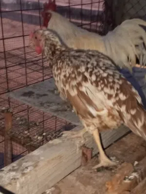 سلام عليكم دجاج عرب بي بياض وبي بعده فراريج كلهن ينباعن شلع
