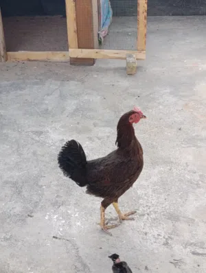 دجاجا عرب  صحه ونضافه