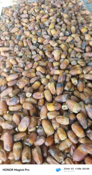 رطب وسح نغال للبيع