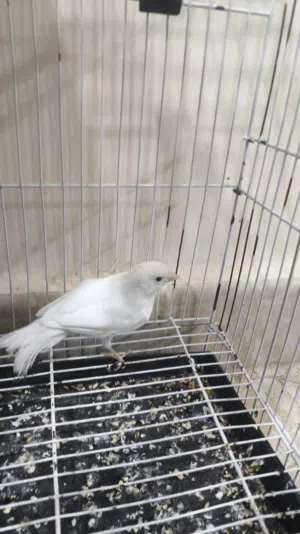 ذكر كناري ابيض