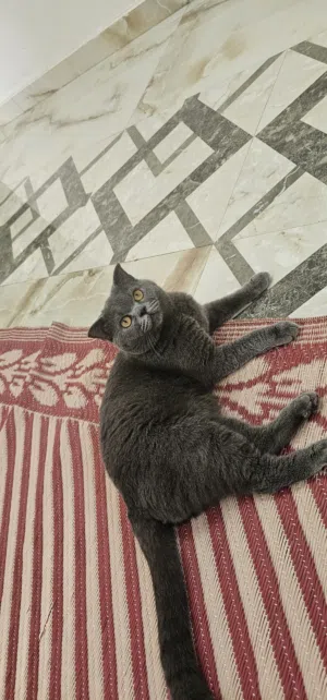 سكوتش فولد للبيع