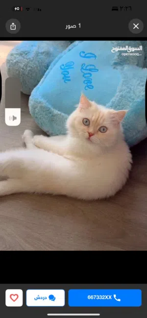 قطة هملايا اورنج تحب الاطفال الصغار ومتعلمة على التربوكس أنثى55