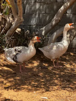 وز ربي يبارك السعر ساوم