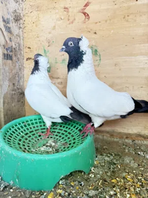 زوج حمام راهب اسود