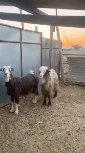 للبيع هوش جلابيات