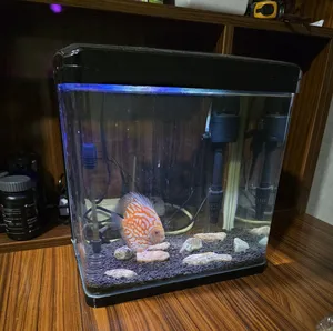 Accessories . Fish2