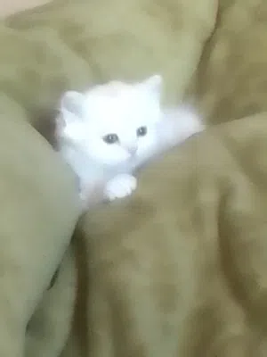 قطط للبيع بسعر مغري