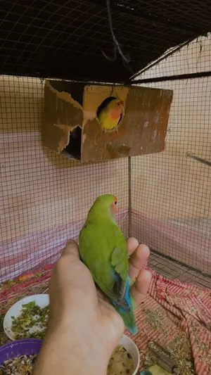 ‏ببغاء‏3