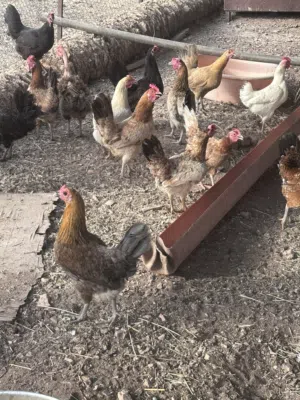 دجاج بياض صحته جيده