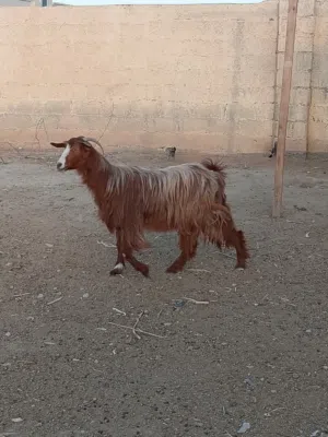 شاة حلال بني سعيد فول سمنه حلل طيب