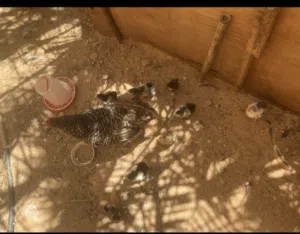 فلاليس للبيع( اقرأ الوصف )