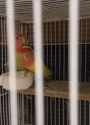 لوف بيرد مع الفروخ