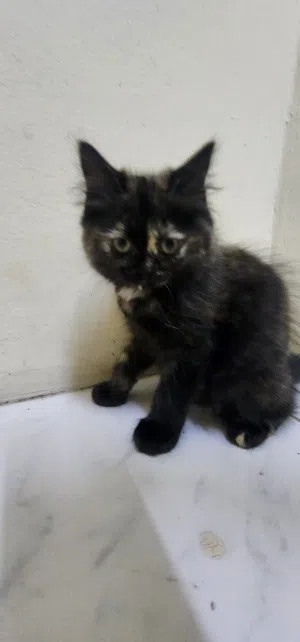 Cats for adoption  3-6 months old Litter trained and playful cat