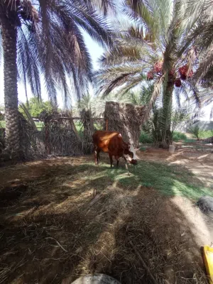 بقره تهجين ضفاري