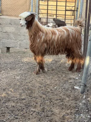 جدايه للبيع