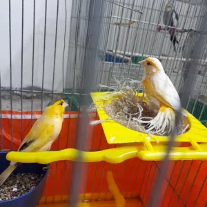 كنارات. للبيع ار للبدل قرا الوصف