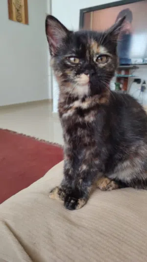 4 month old Shirazi cat, Female Multi-Colored