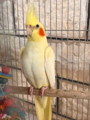 مطلوب ببغاء كوكتيل الوصف مهم