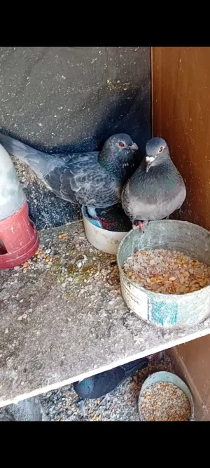 3 جواز زواجل بسعر حرق