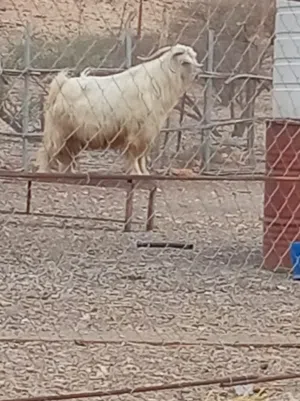 تيس جبالي القيمه في متناول الجميع سااررع قبل فوات الاوان