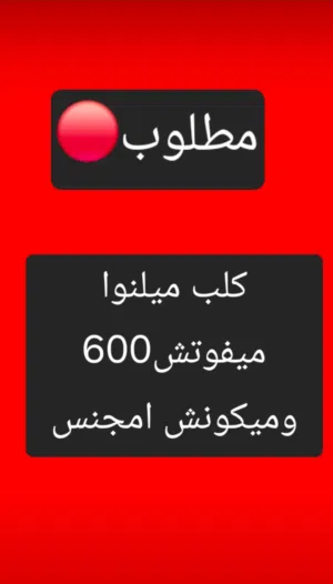 مطلوب كلب ميلنوا