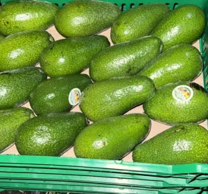 عمران الرطب 