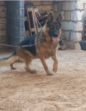 ذكر كستم شورت هير