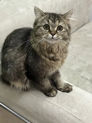 قطة فارسية صغيرة للبيع فقط (واتساب فقط) Persian Kitten for Sale Only (WhatsApp Only)