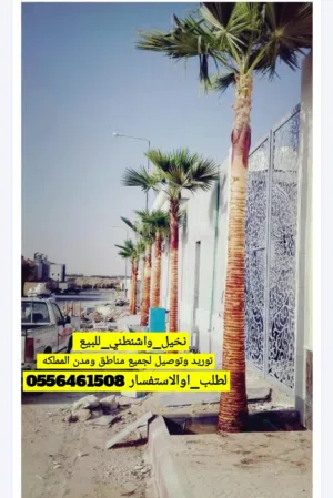 نخيل_واشنطني_للبيع