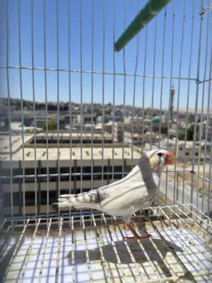 متاح فحل ستاندر هولندي كونتننتال وثلاث جواز بلاك شيك كرست