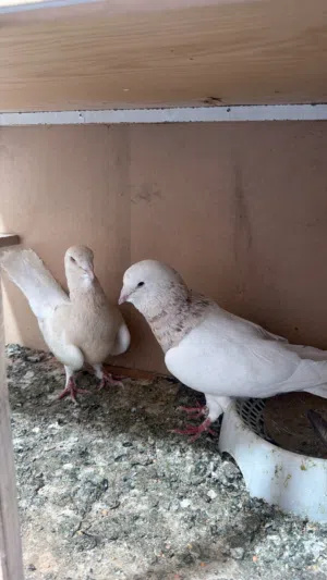 ازواج شاميه
