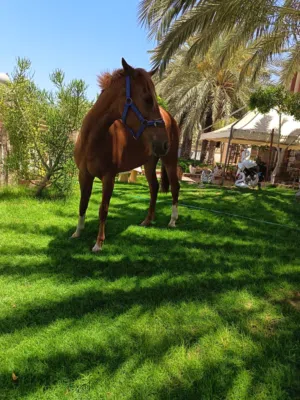 فرس الله يبارك