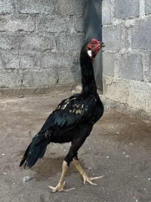 ديك باتشو نسل قوي