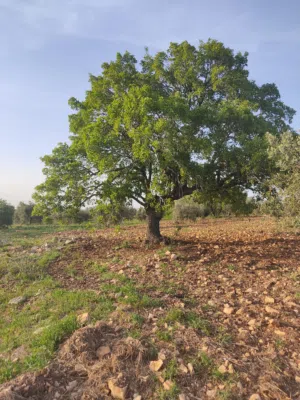 Farm Land for Sale in Irbid Samar