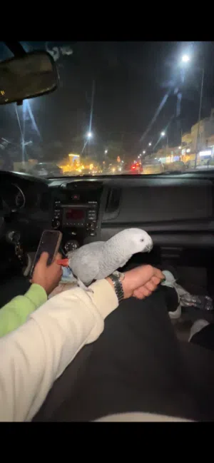ببغاء زنجبالي افريقي مروض ترويض فل