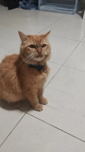 Persian Cat Female 1 Year old