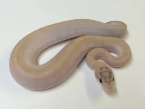 Ball python rare color