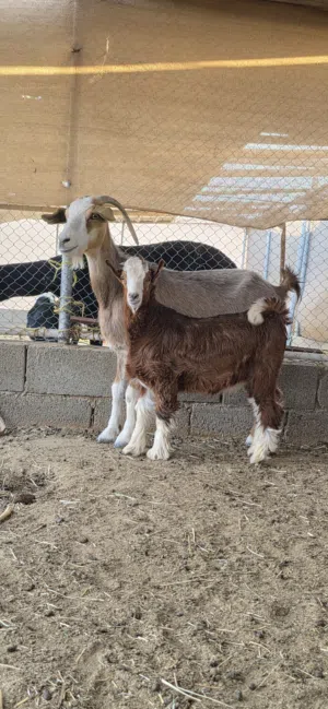 شاه جباليه تحتها صخل اصمع فيها حليب وافر وشاه مذروب بعض الاسنان ناقصه من السروح