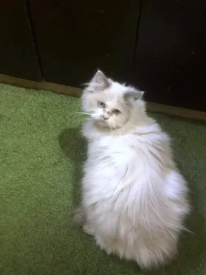 ‏أخرى‏4